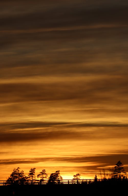 Photos gratuites de arbres, ciel jaune, coucher de soleil