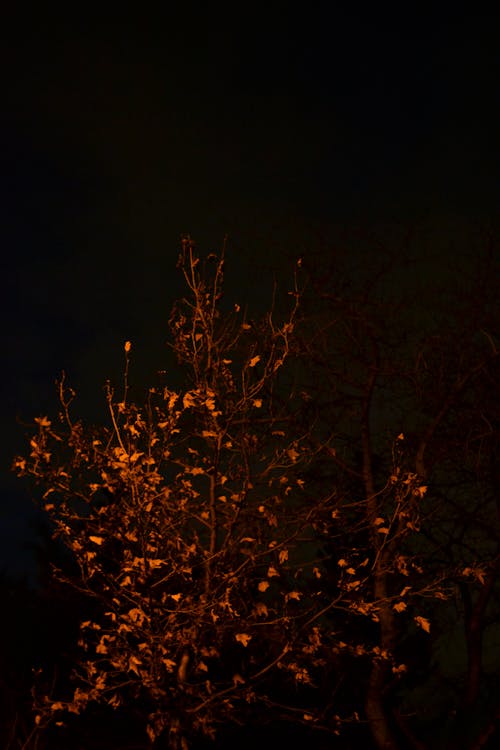 Kostenloses Stock Foto zu baum, herbst, licht