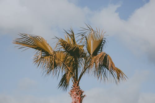 Gratis lagerfoto af blade, natur, palmetræ