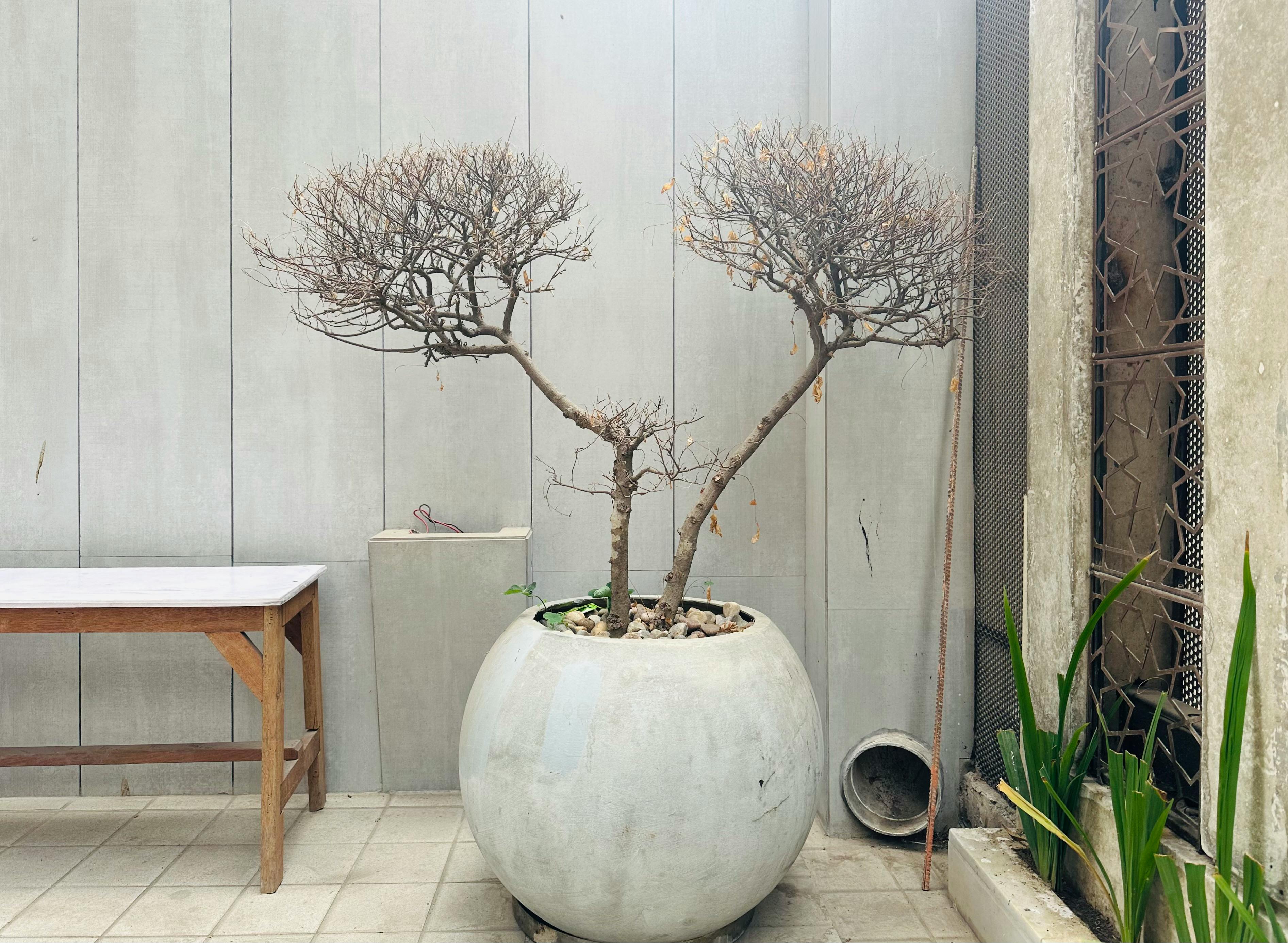 Gratuit Imagine de stoc gratuită din amenajare arhitecturală, aranjamente de plante, arhitectură modernă Fotografie de stoc