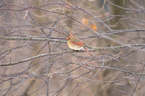 Photo of Bird Perched on Tree Branch