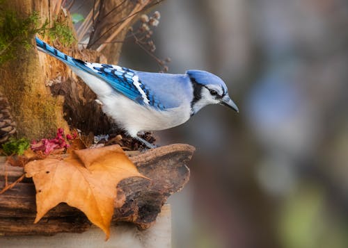 Gratis Fotos de stock gratuitas de animal, arrendajo azul, aviar Foto de stock