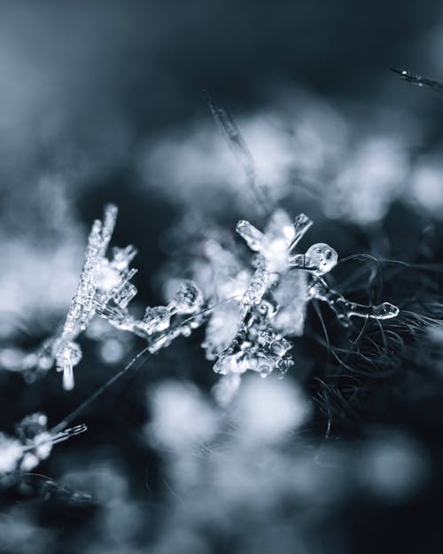 Macro Shot of Snowflakes