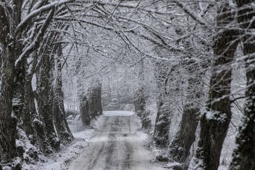 A serene winter scene on a snow-covered forest road, with trees arching over.