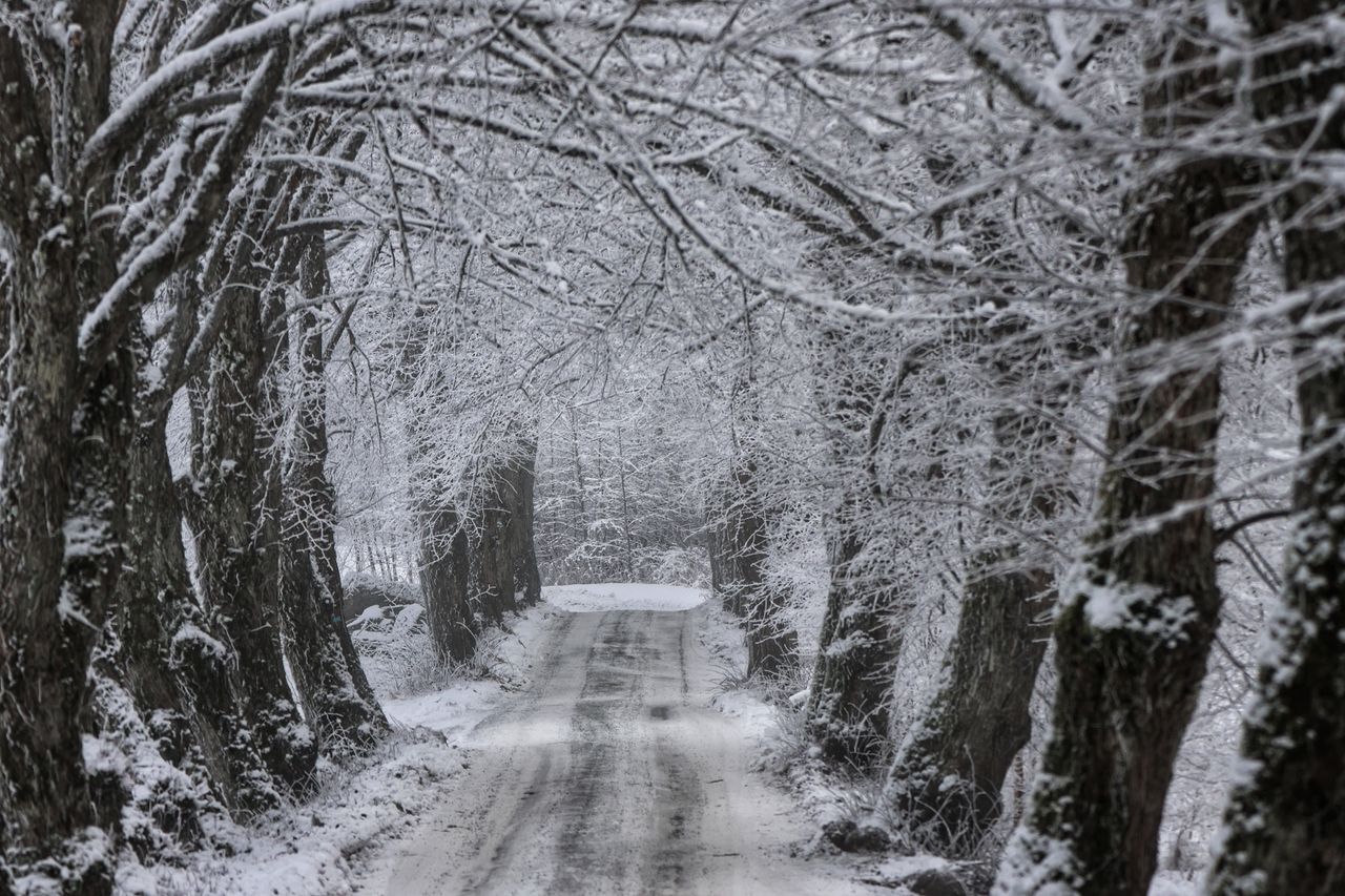 a serene winter scene on a snow covered forest road with trees arching