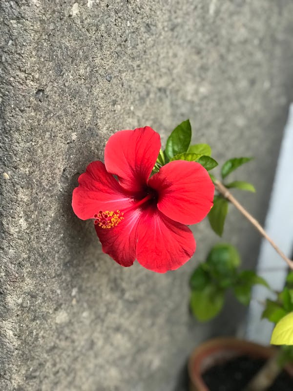 Geolokacija- kartica vjernosti