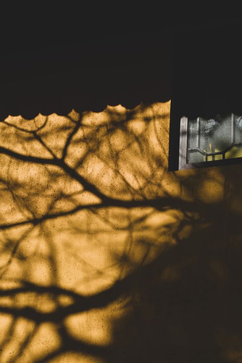 Free Dramatic branches casting patterns on sunlit yellow wall. Stock Photo