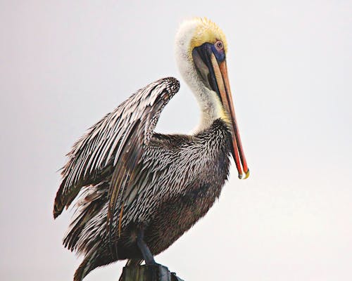 Fotobanka s bezplatnými fotkami na tému divočina, divý, pelikán