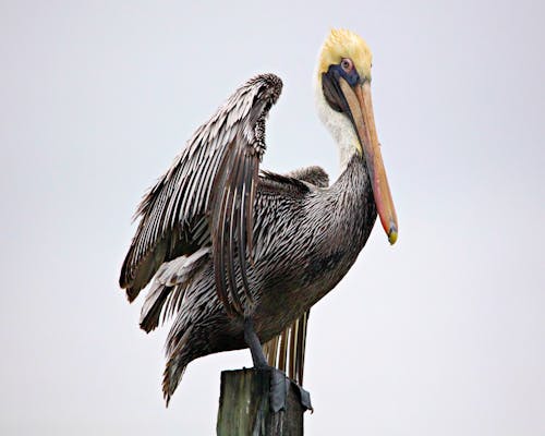 Fotobanka s bezplatnými fotkami na tému divočina, divý, pelikán