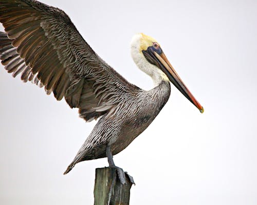 Pelican with Spread Wings