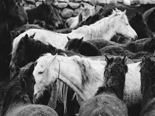 Gratis Fotos de stock gratuitas de agricultura, animales, blanco y negro Foto de stock