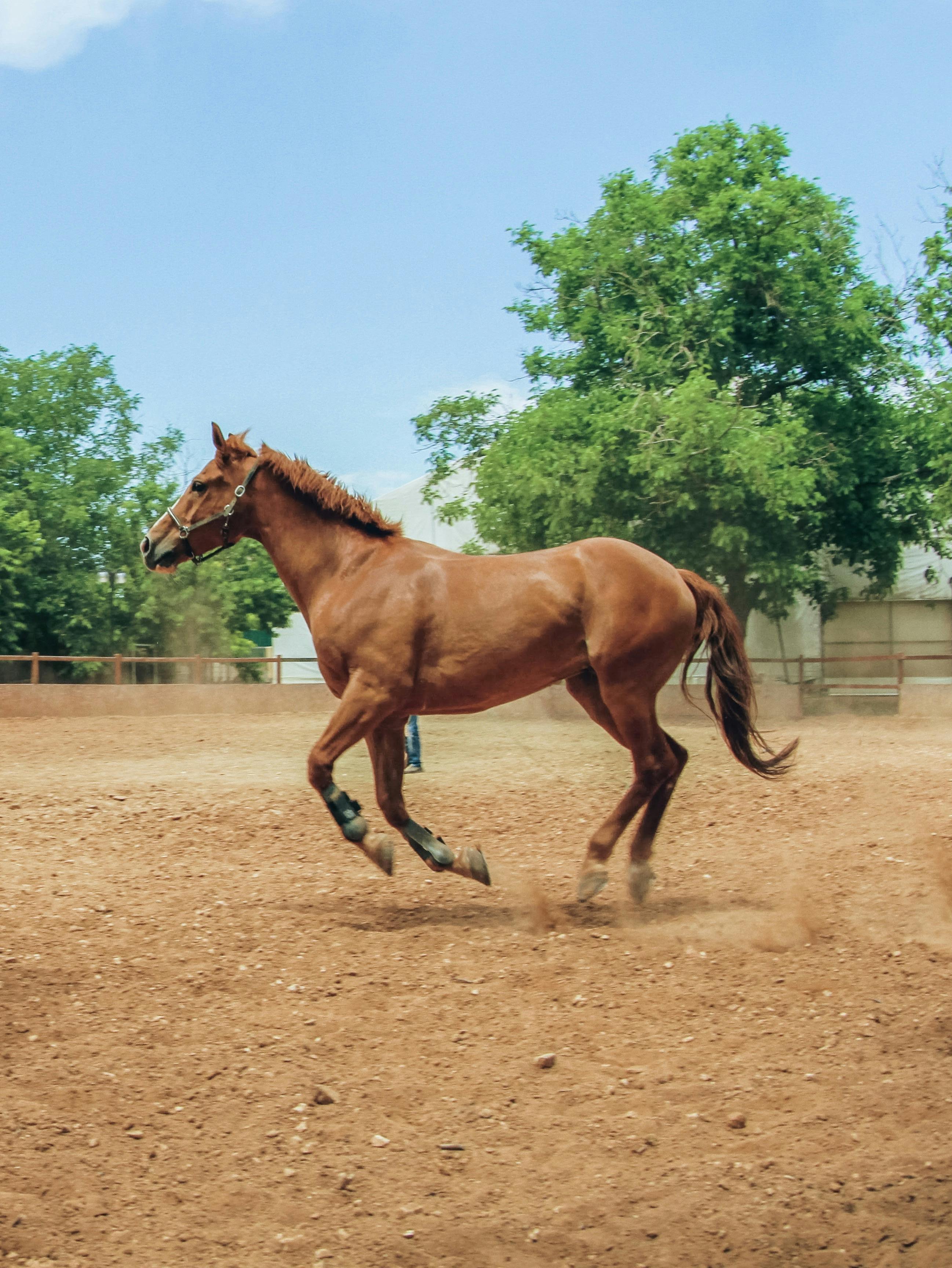 Why Does My Horse Cough? Understanding Causes, Symptoms, Diagnosis, and