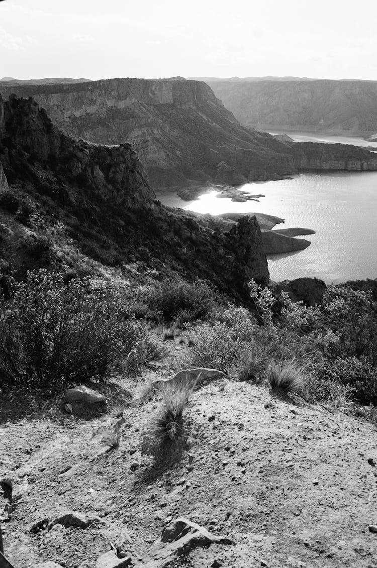 Shrubs On A Hill By The Sea In Black And White 