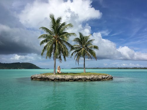 岛上种植的椰子树