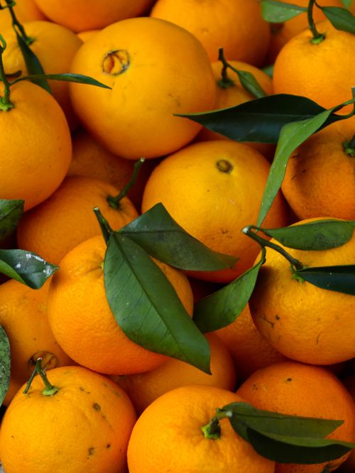 Free Vibrant close-up of fresh oranges with green leaves, showcasing the bounty of Lankaran, Azerbaijan. Stock Photo