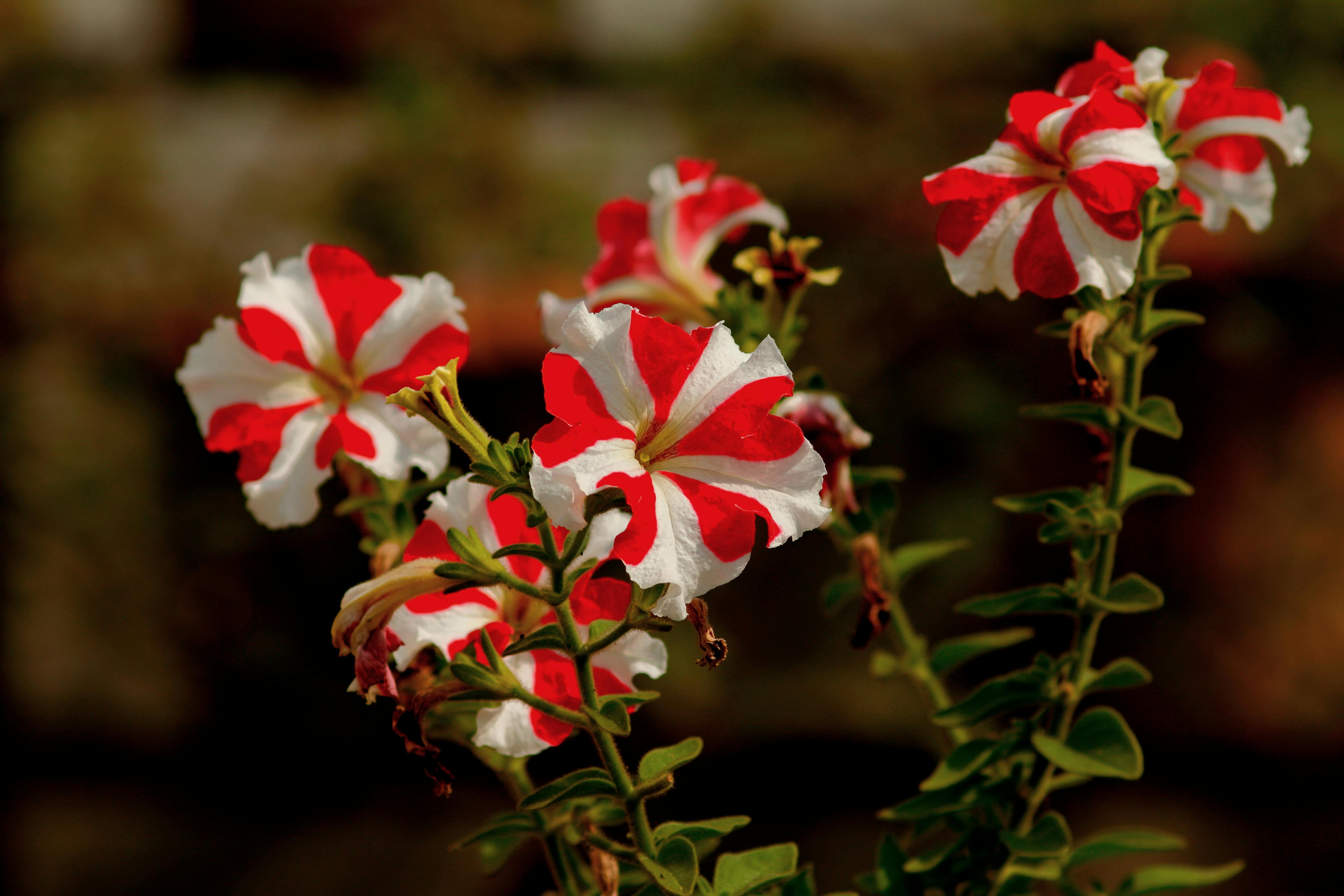 在二手交易平台发布虚假信息，骗取购买者预付款项