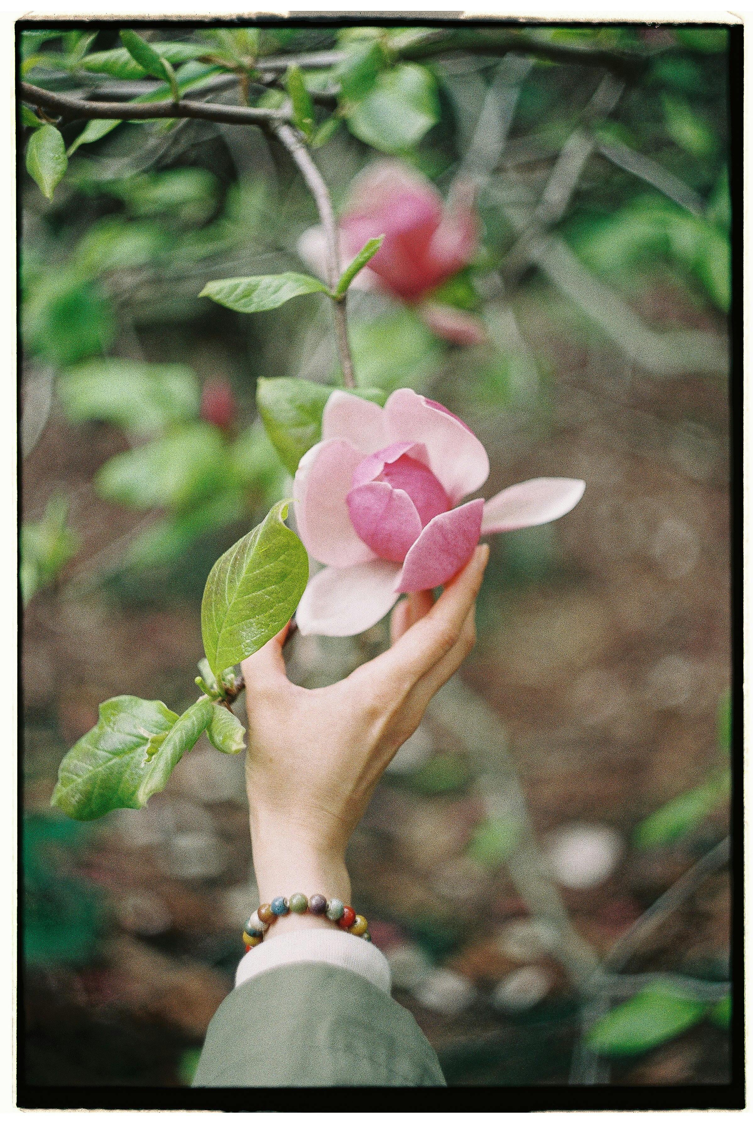 A hand gently holds a blooming pink magnolia flower in a lush outdoor garden.