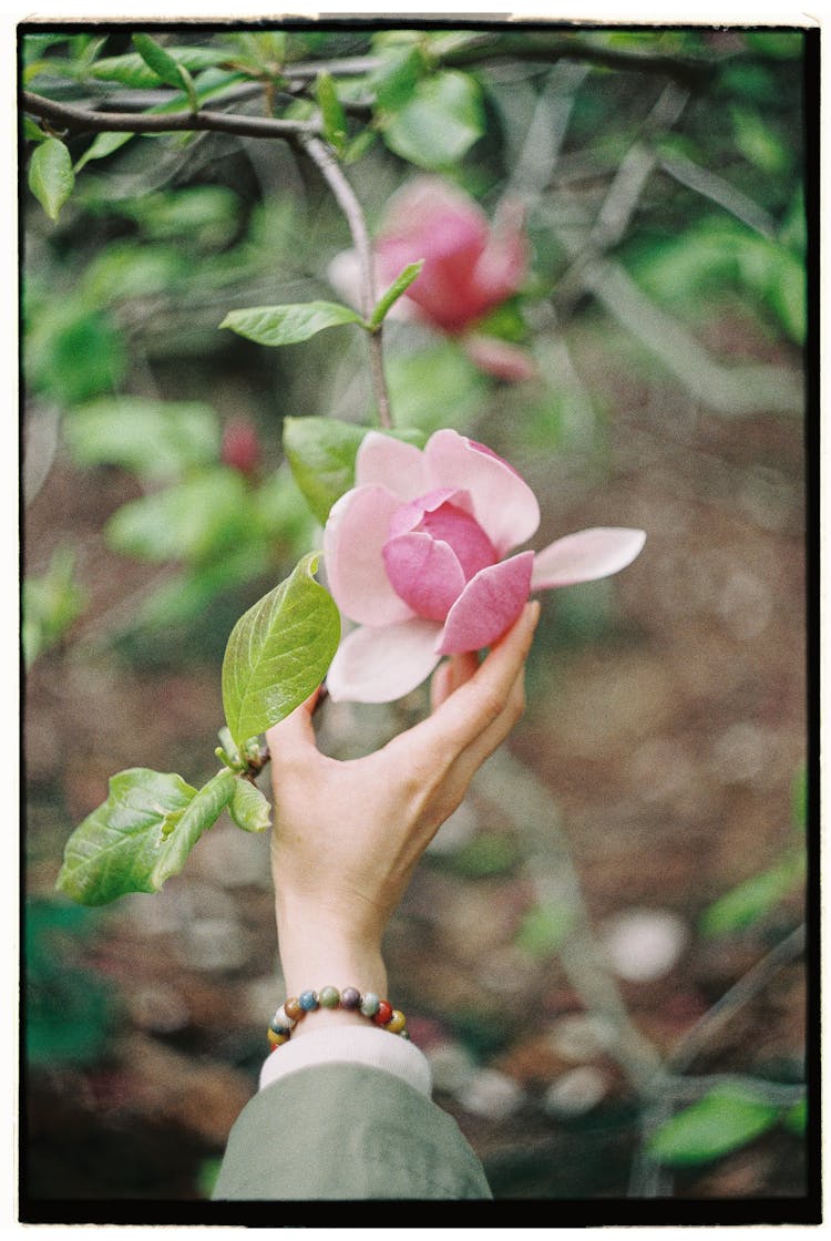 Hand Touching Flower On Blooming Tree