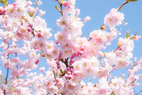 Free Close-up of cherry blossoms on branches against a blue sky in Mariestad, Sweden. Stock Photo