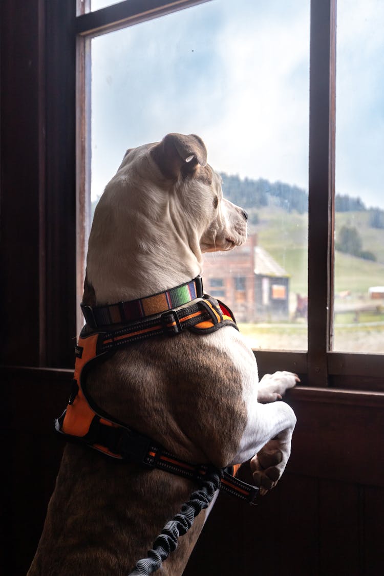 A Dog Looking Out The Window 