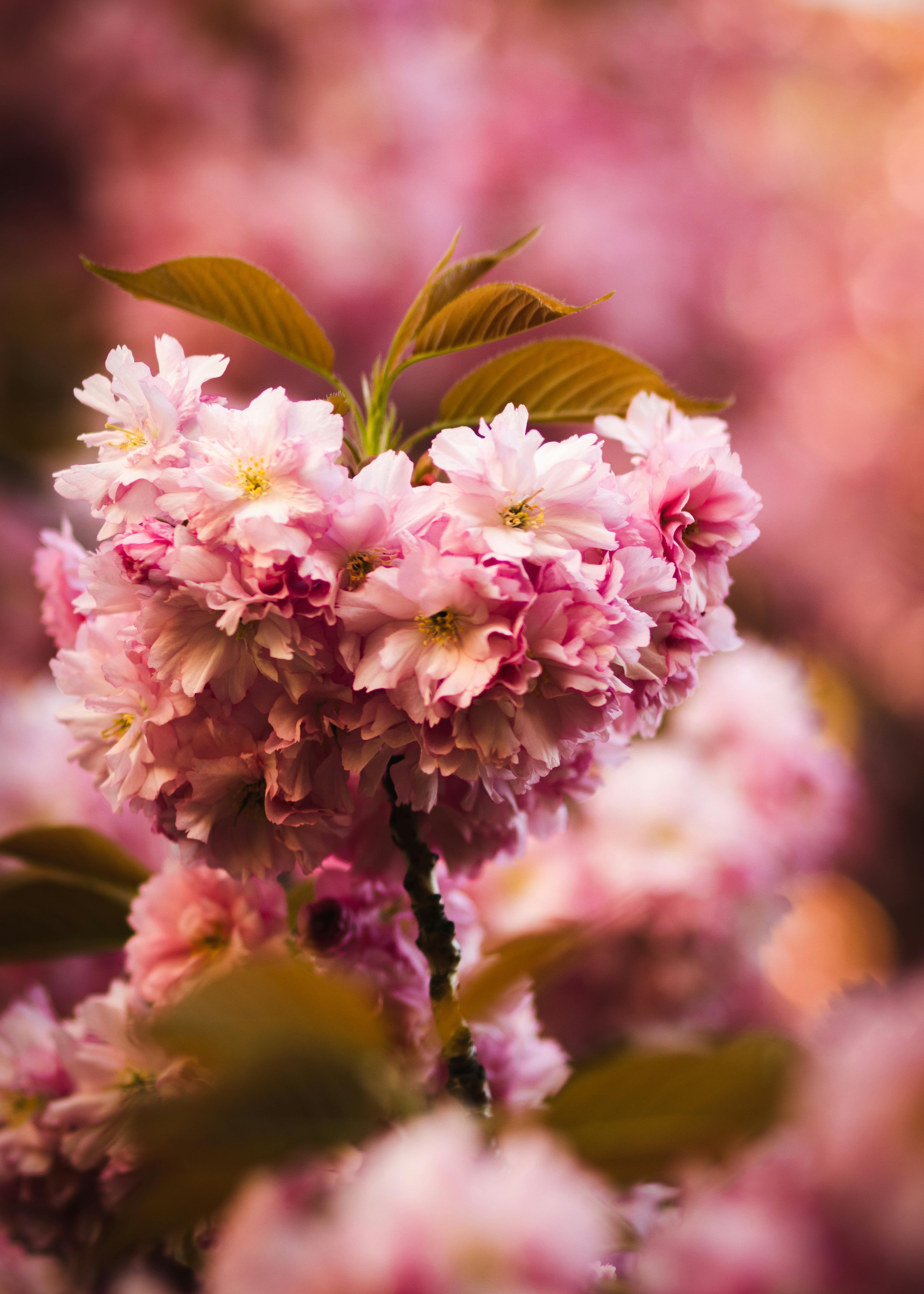 Selective Focus Photograph of Cherry Blossom Flowers with Pink Petals ...