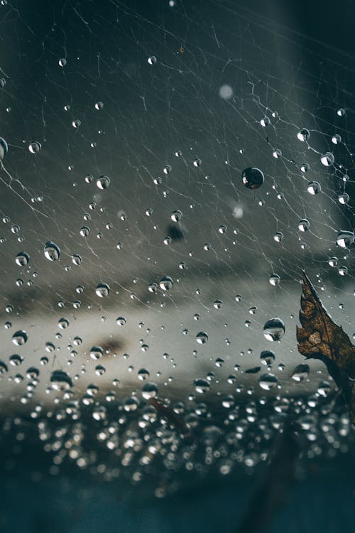 Darmowe zdjęcie z galerii z deszcz, krople deszczu, pionowy strzał