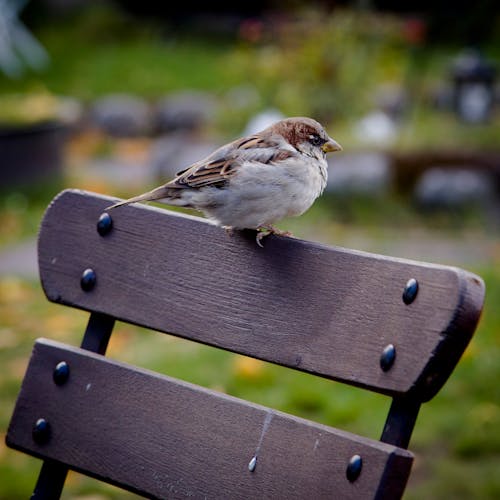 Free White and Brown Bird on Bench Stock Photo