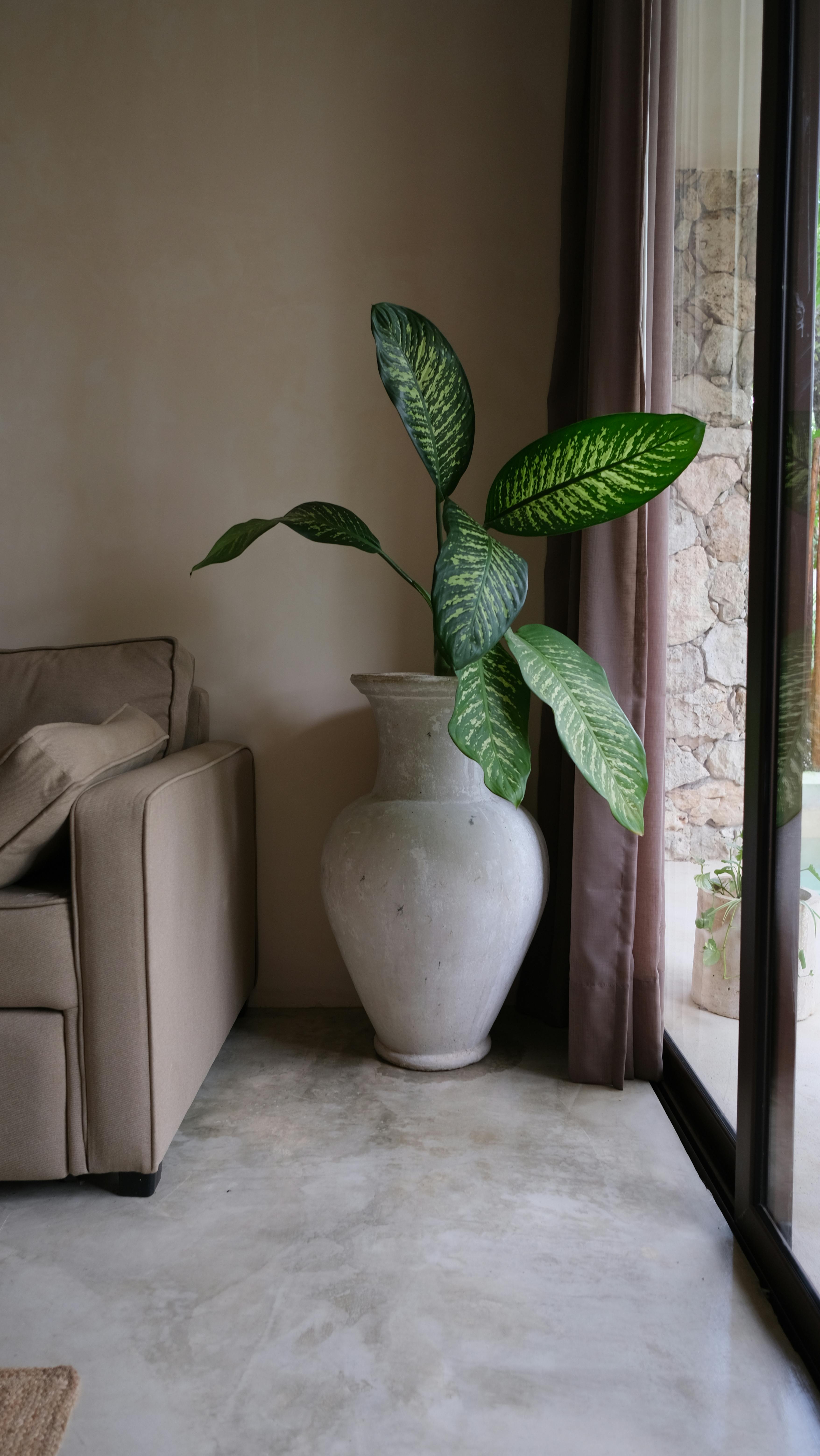 Free A stylish room corner with a large plant in a vase, enhancing indoor elegance. Stock Photo