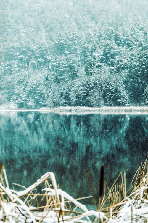 Forest near Lake in Winter