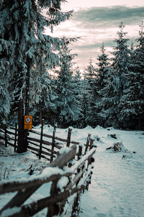 Fotobanka s bezplatnými fotkami na tému ihličnany, krajina, malebný