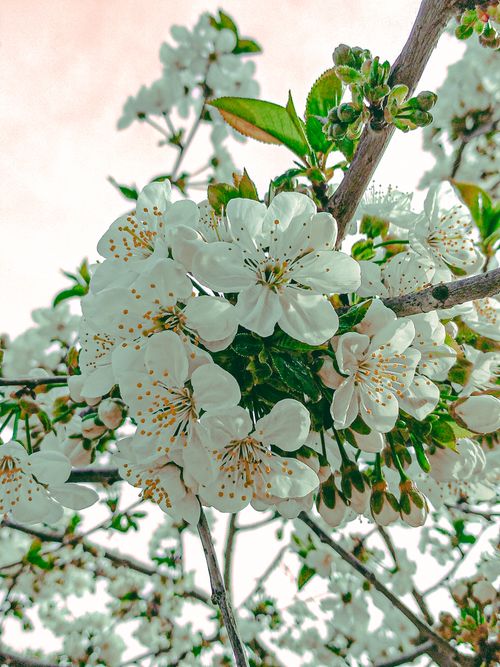 Free Beautiful white cherry blossoms in full bloom on a spring day in Azerbaijan. Stock Photo