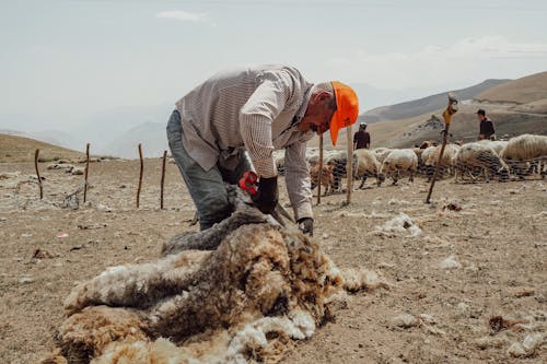 Immagine gratuita di azienda agricola, campo, capre