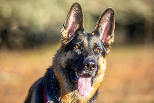 Foto profissional grátis de alerta, animais de estimação, animal de estimação