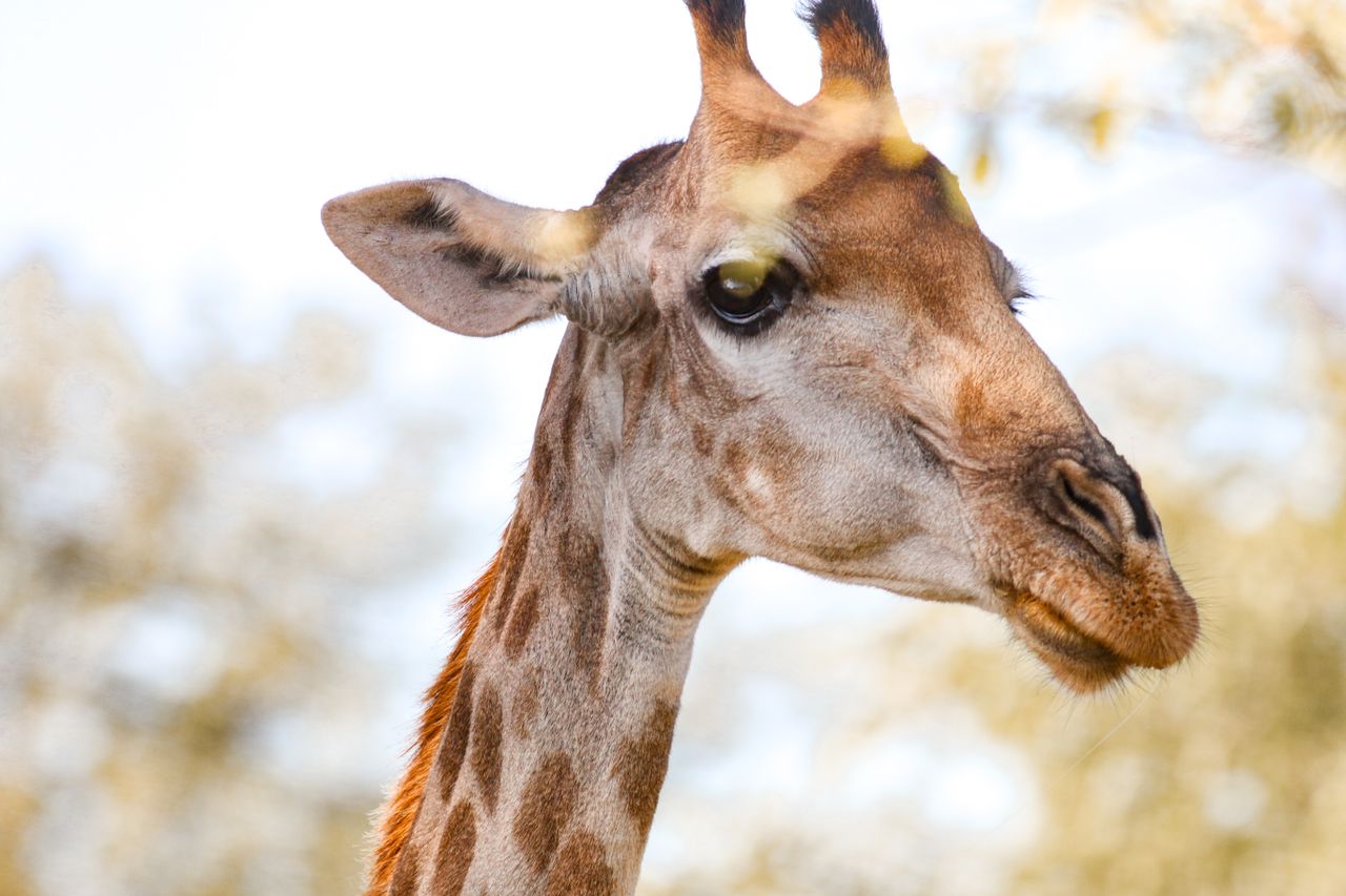 a detailed close up of a giraffe s face with natural bokeh in the back