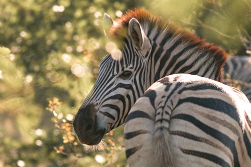 Free Zebra in Close Up Photography Stock Photo