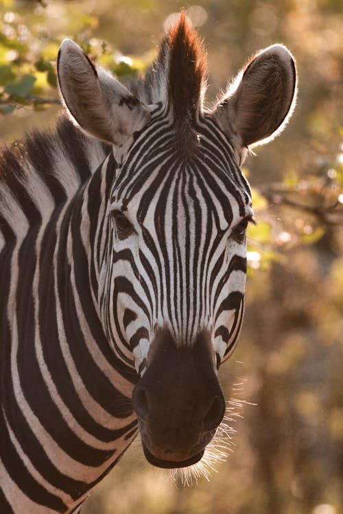 Gratuit Imagine de stoc gratuită din Africa de Sud, animal, animale sălbatice Fotografie de stoc