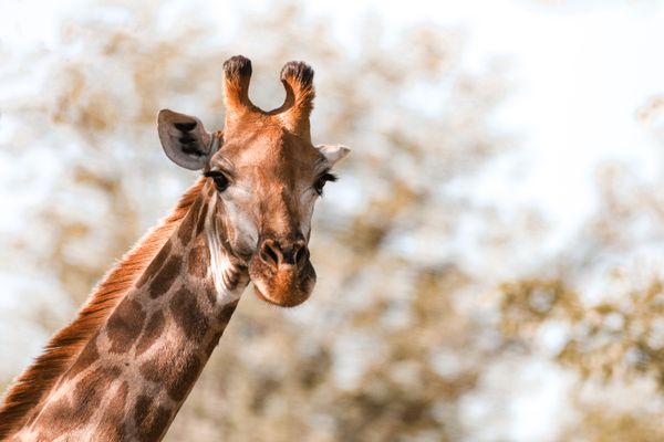Kenya Essential Tour holiday package