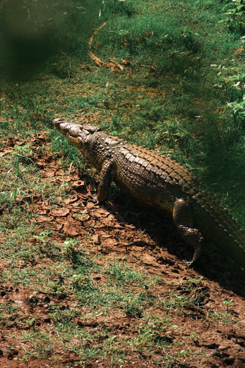 Бесплатное стоковое фото с Аллигатор, вертикальный выстрел, крокодил