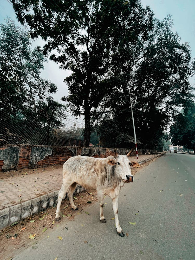 Cow On Street