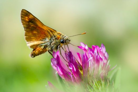 Essex Skipper Butterfly Perched on a Pink Flower