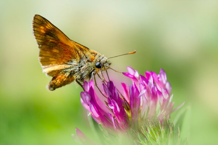 Essex Skipper Butterfly Perched On A Pink Flower