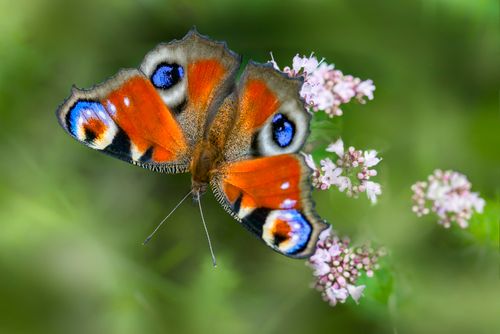 Free A colorful peacock butterfly resting on delicate pink flowers against a green background. Stock Photo
