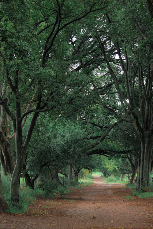 Rural Path between Trees
