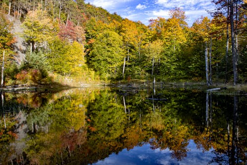 Lake in Deep Forest