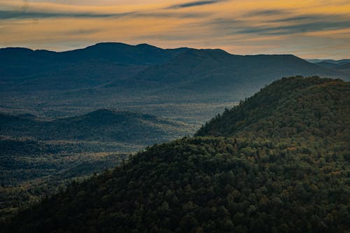 Deep Forest at Sunset