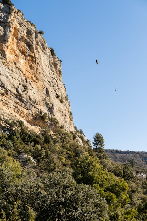 Δωρεάν στοκ φωτογραφιών με δασικός, δέντρα, διαβρώθηκε