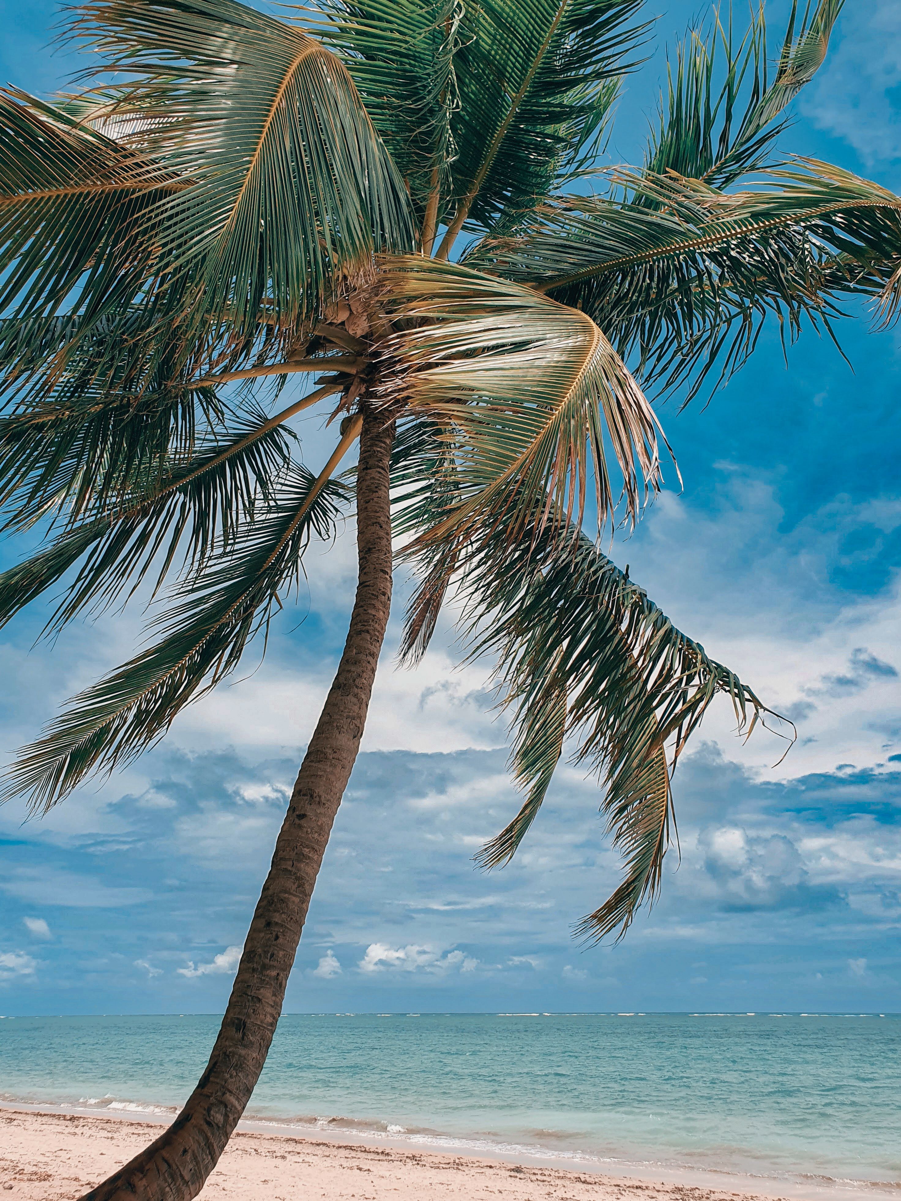 Palm Tree in Wind by Sea · Free Stock Photo