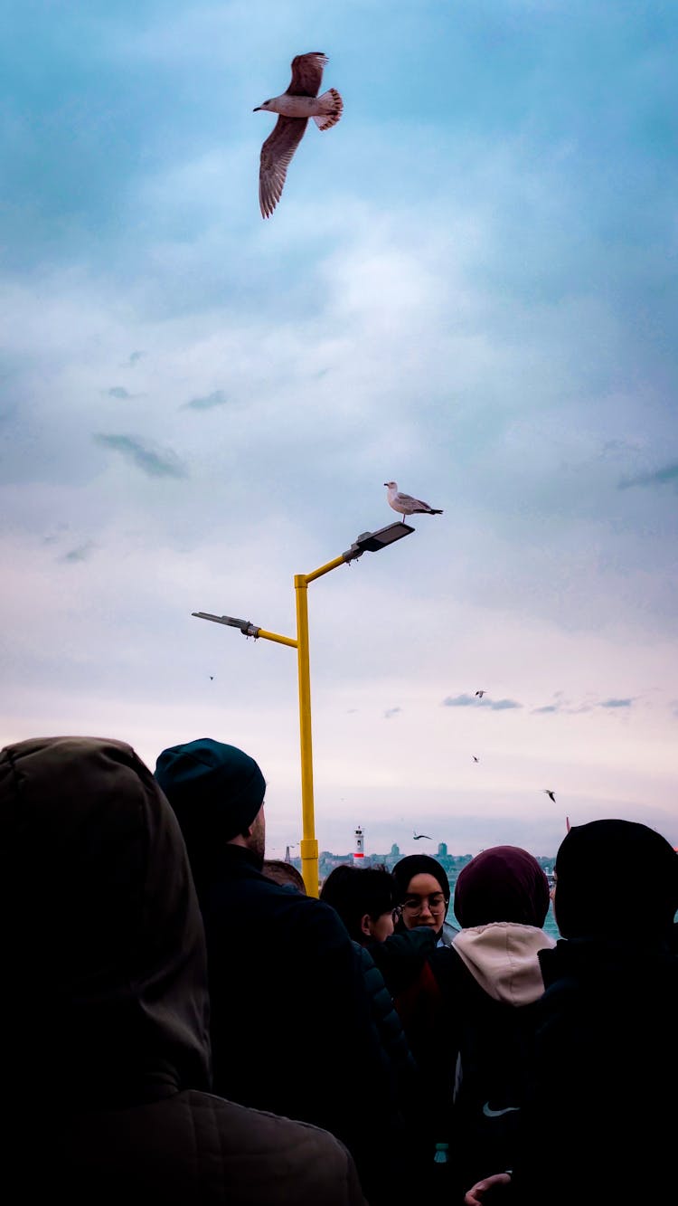 Gull Flying Over People