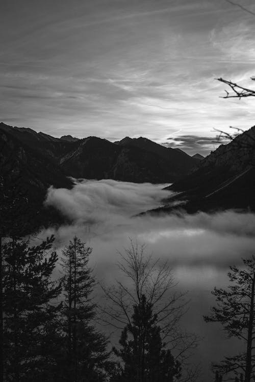 Foto profissional grátis de aerofotografia, escala de cinza, floresta