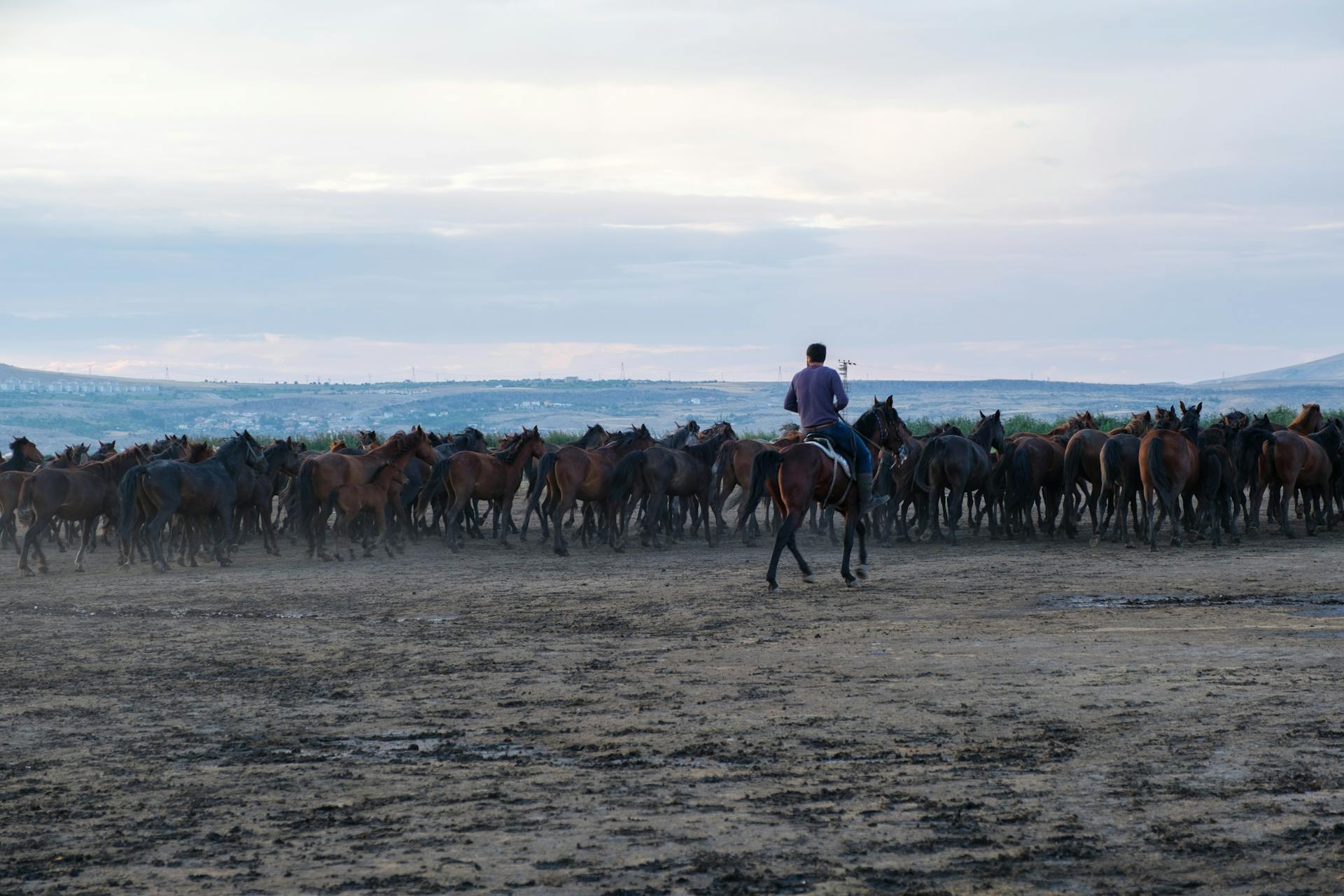 Man with Herd of Mustangs 